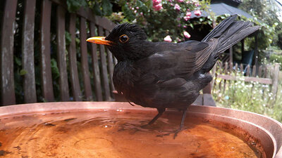 vogel10.jpg