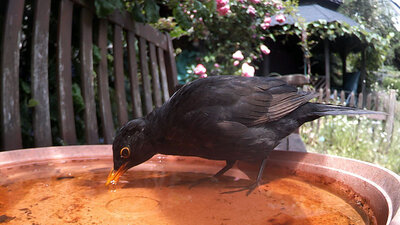 vogel11.jpg