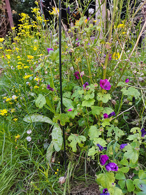 garten02.jpg