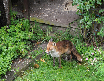 fuchs03.jpg