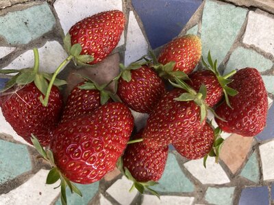 Erdbeeren.jpeg