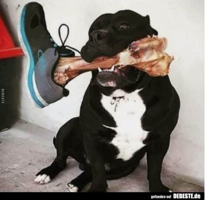 Hundeknochen.JPG